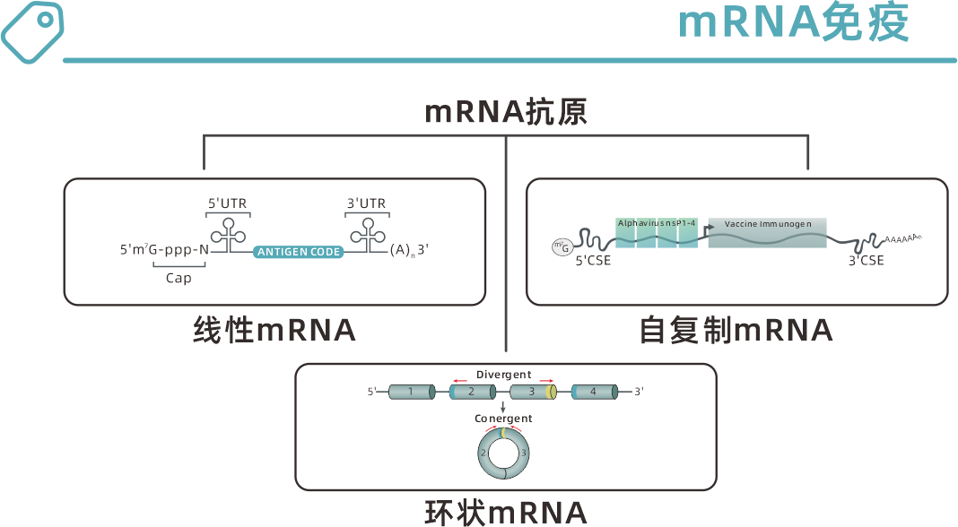 mrna antigen a