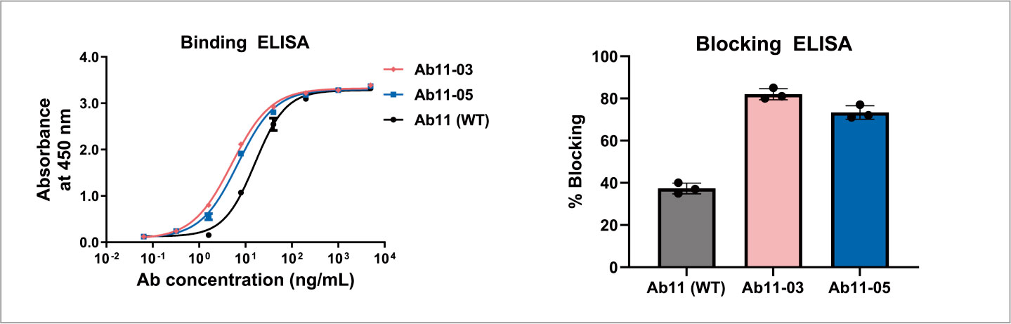 mamalian cell display 16