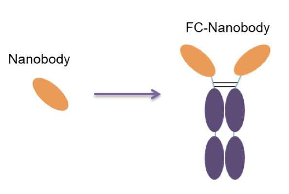 antibody labeling intro article image02