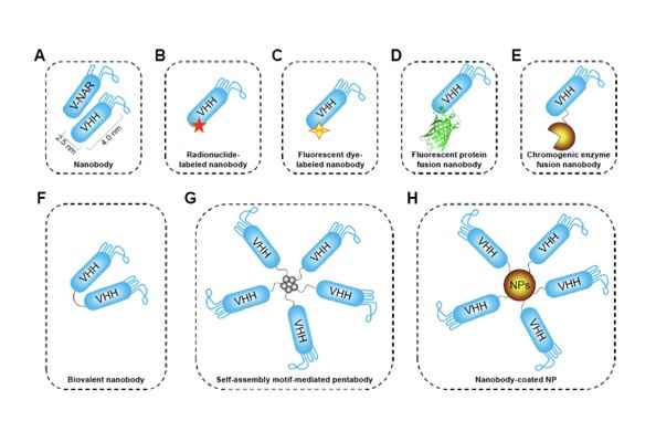 antibody labeling intro article image03