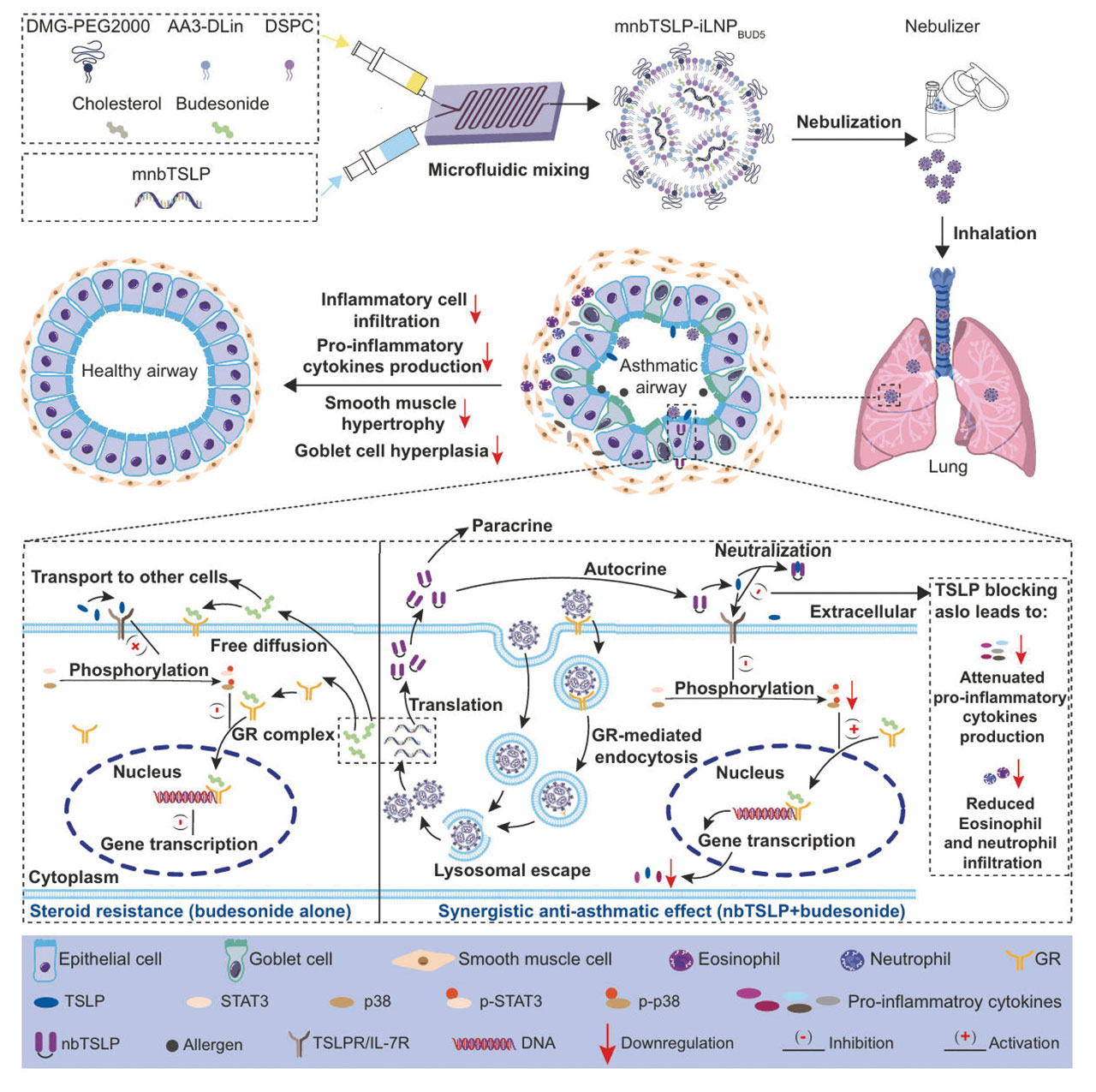 asthma ascend mnbtslp ilnpbud5 fig3