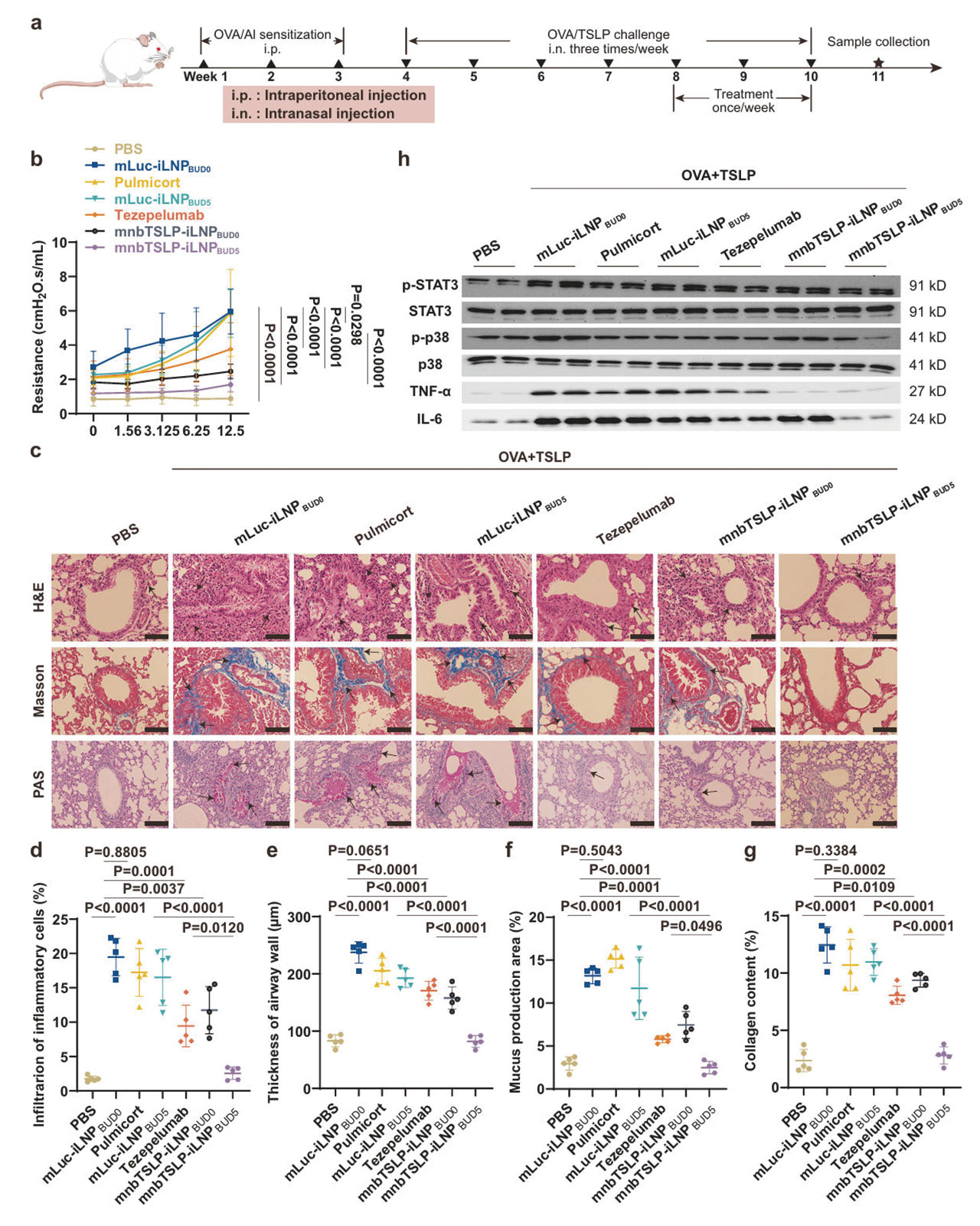asthma ascend mnbtslp ilnpbud5 fig7