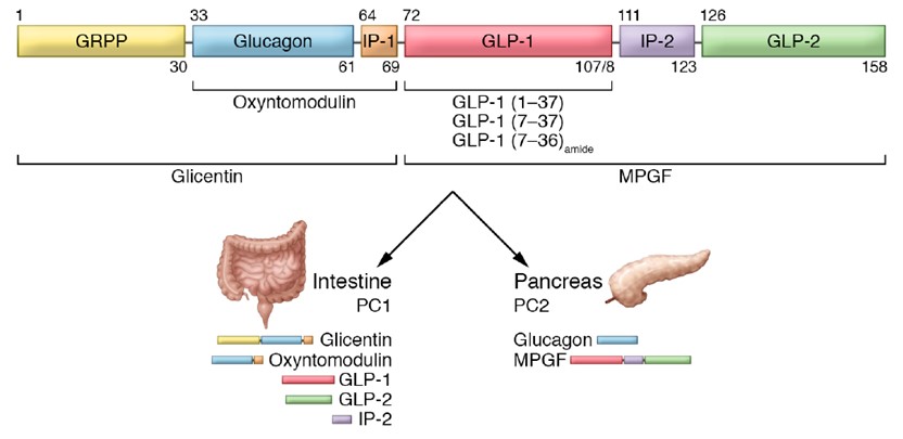 glp 1r nanobody pharmaceutical strategy 1