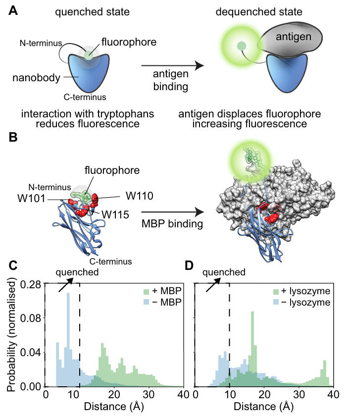 nb based quenchbodies fig 1