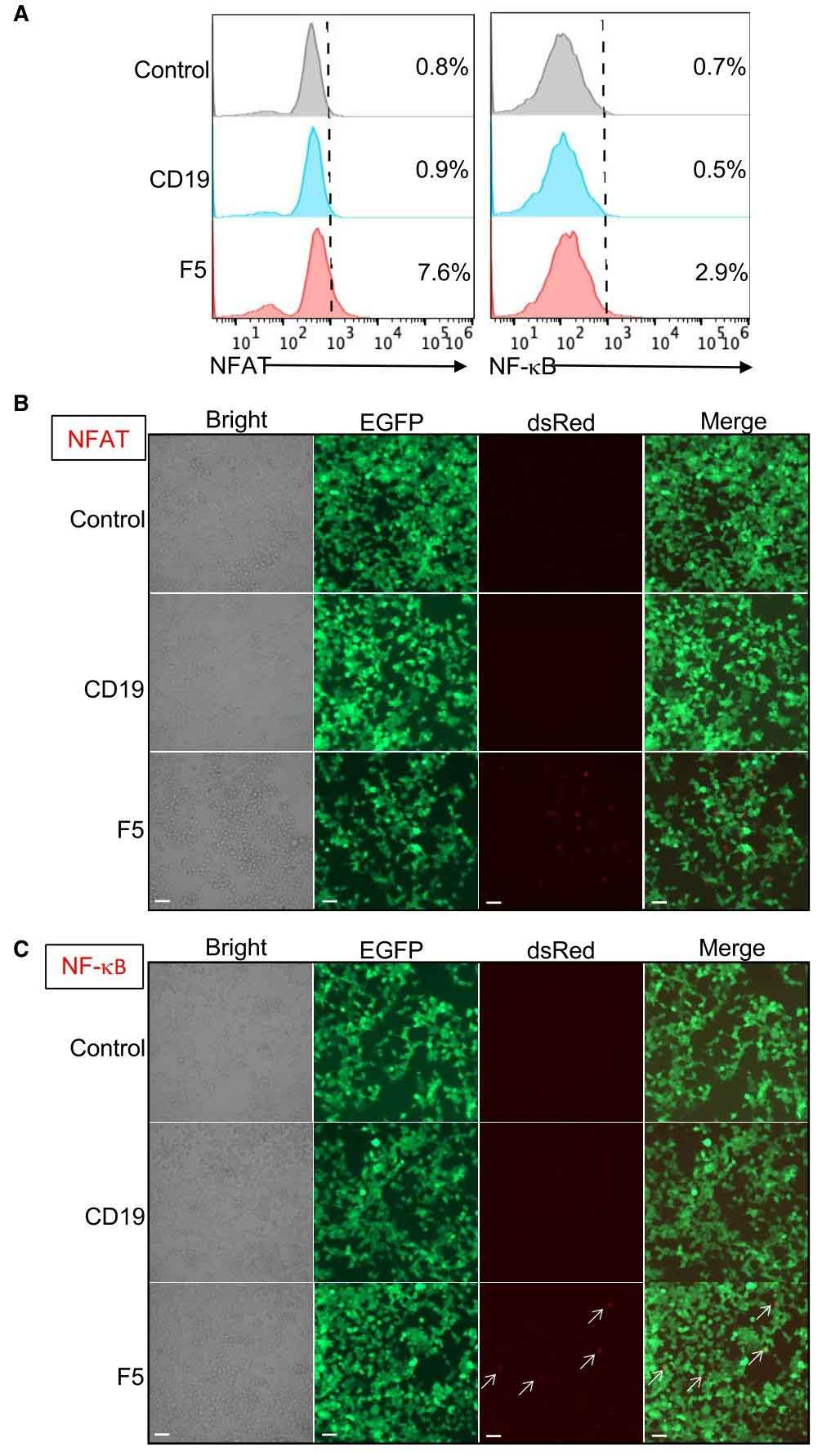 nb cart hpv16 e6 fig 2