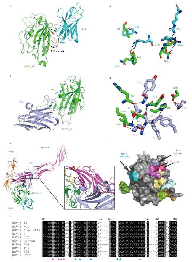 nb hsv fig 1
