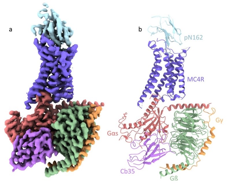nb mcr4 gpcr fat fig2