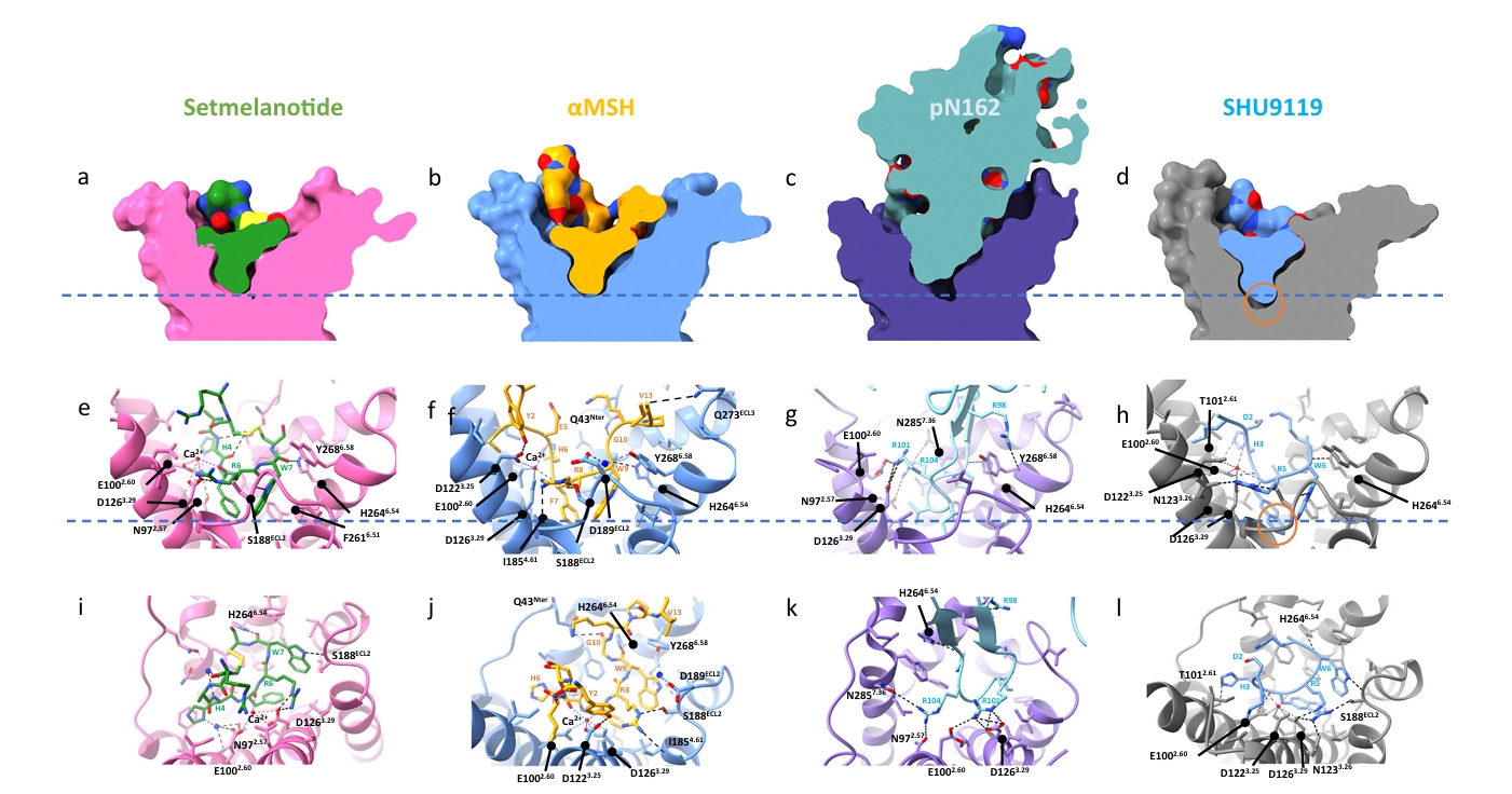 nb mcr4 gpcr fat fig3
