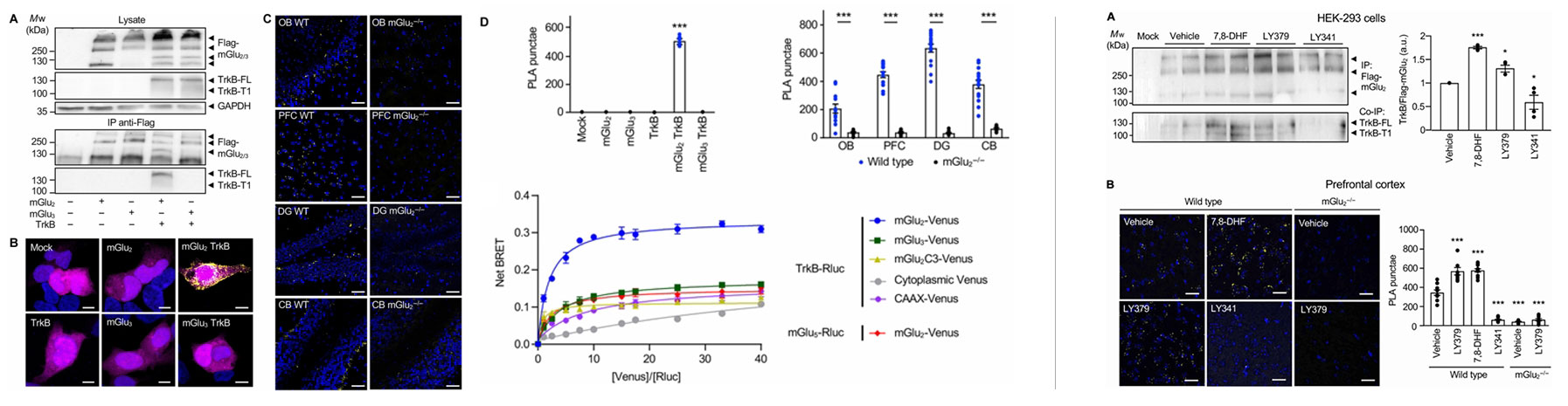 nb schizophrenia fig 2
