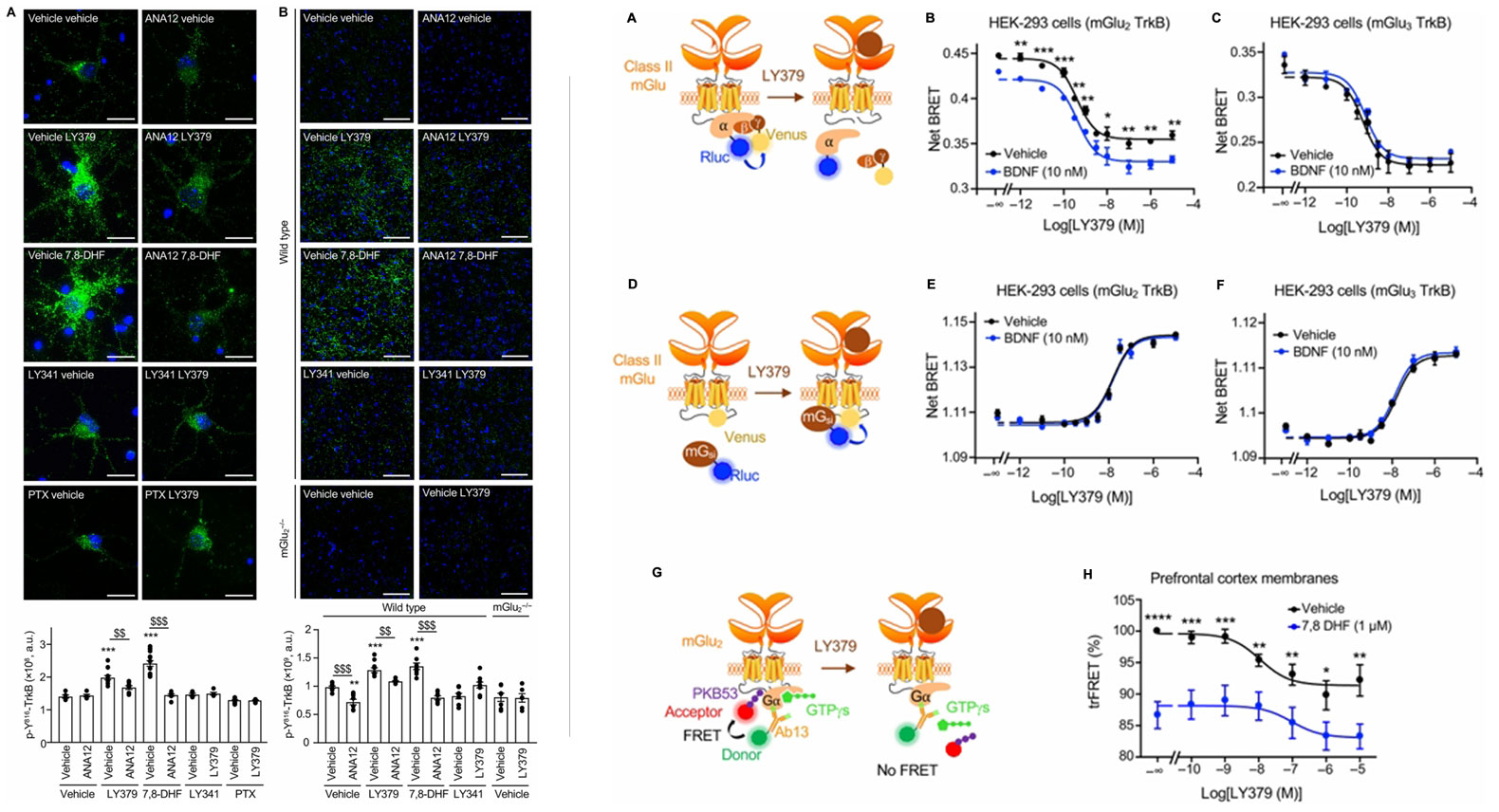 nb schizophrenia fig 3