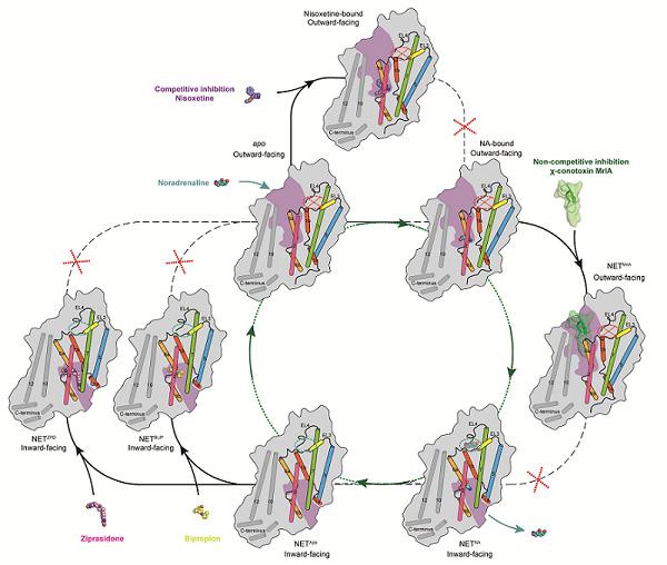 part 1 net transport mechanism