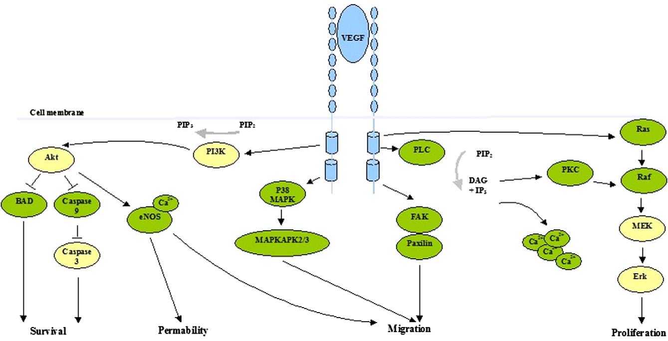 part 2 vegfr2 signal transduction