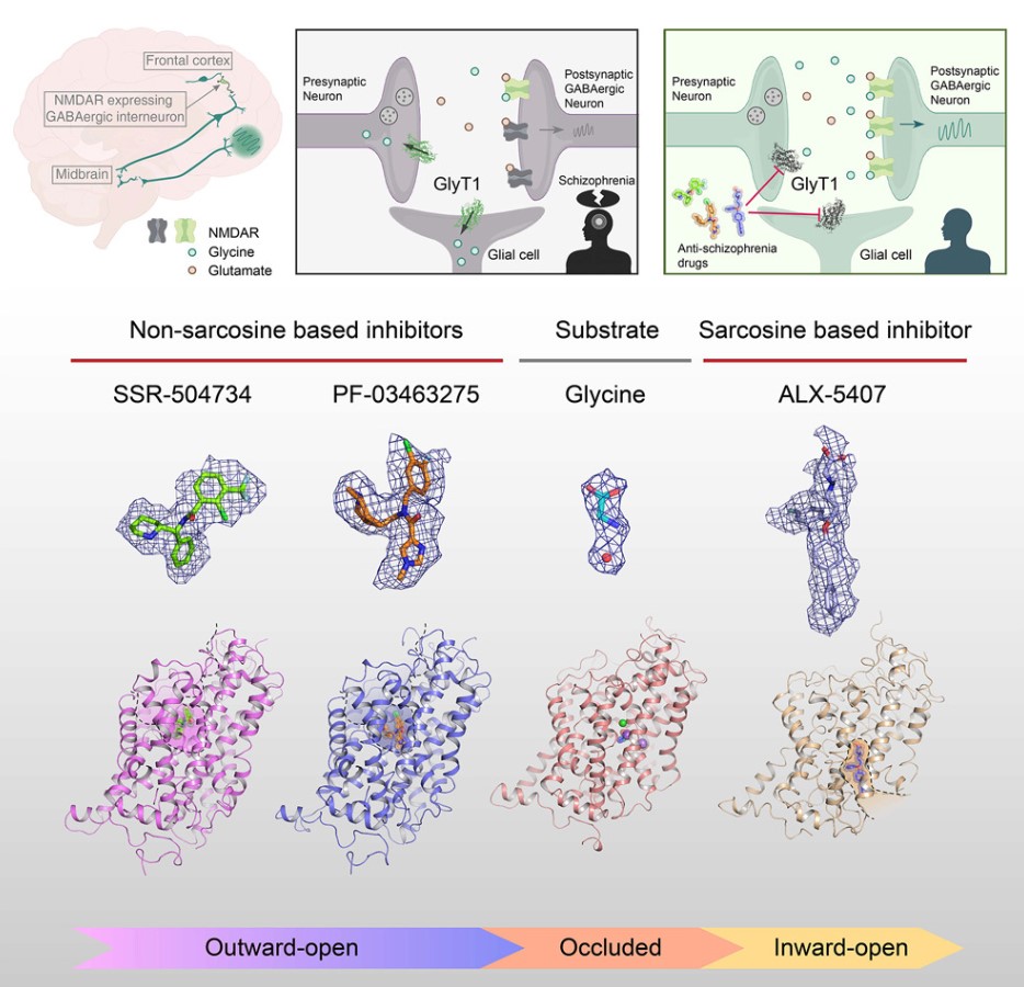 glyt1 substrate recognition and inhibitory mechanism