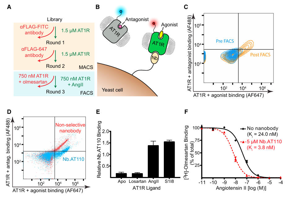 fig1 at1r gpcr