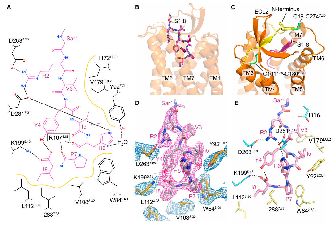 fig4 at1r gpcr