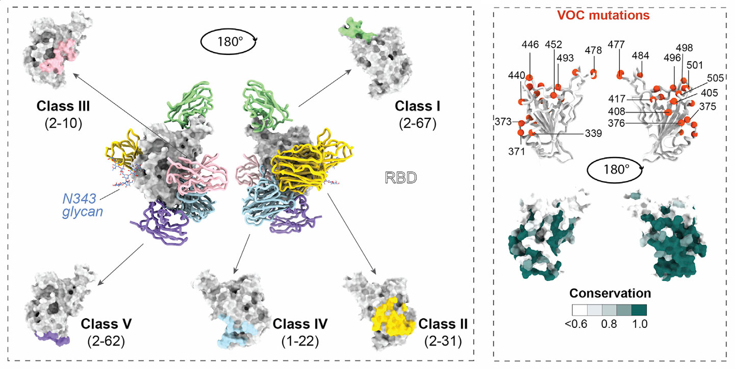 sarbeco psnbs fig 3