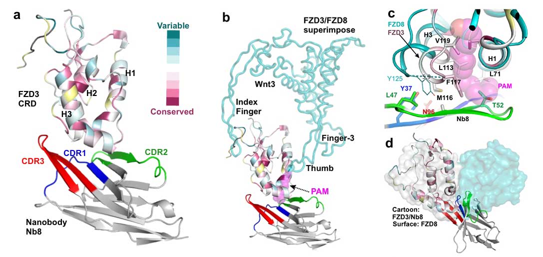 wnt fzd3 fig 1