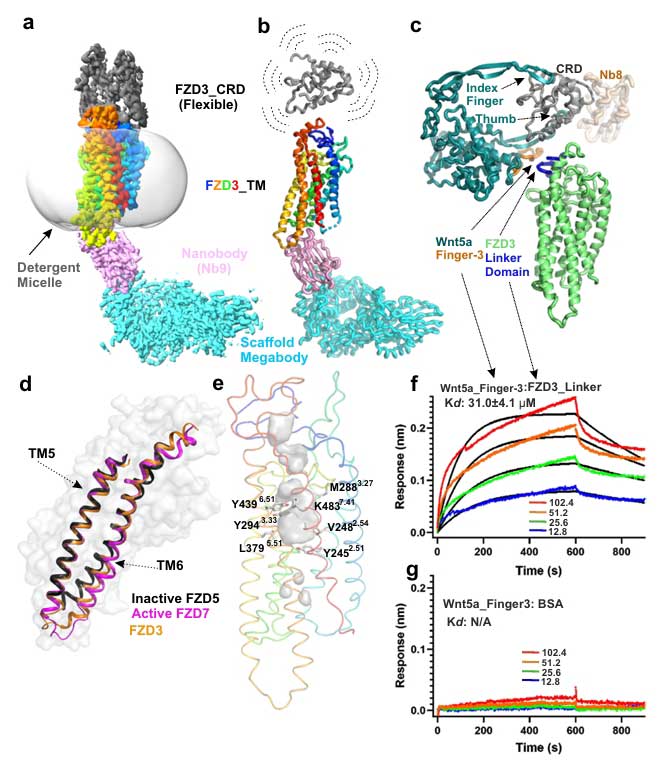 wnt fzd3 fig 2