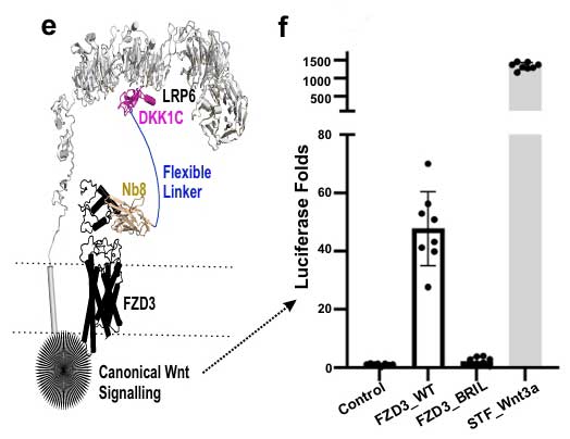 wnt fzd3 fig 3