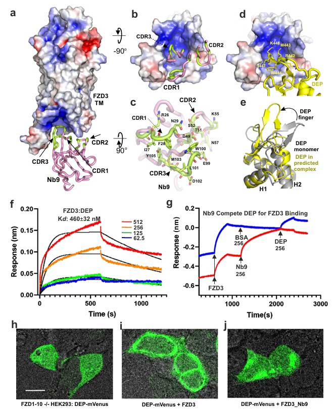 wnt fzd3 fig 4