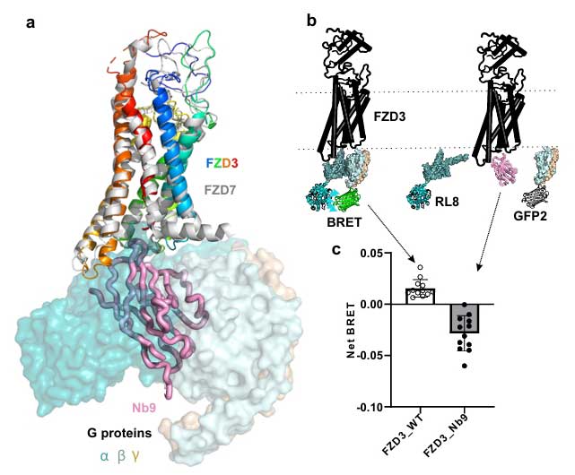 wnt fzd3 fig 5