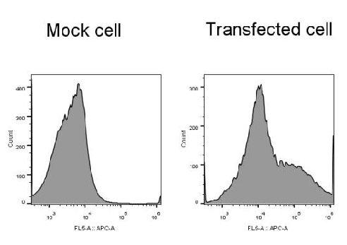 anti mglur5 nanobody