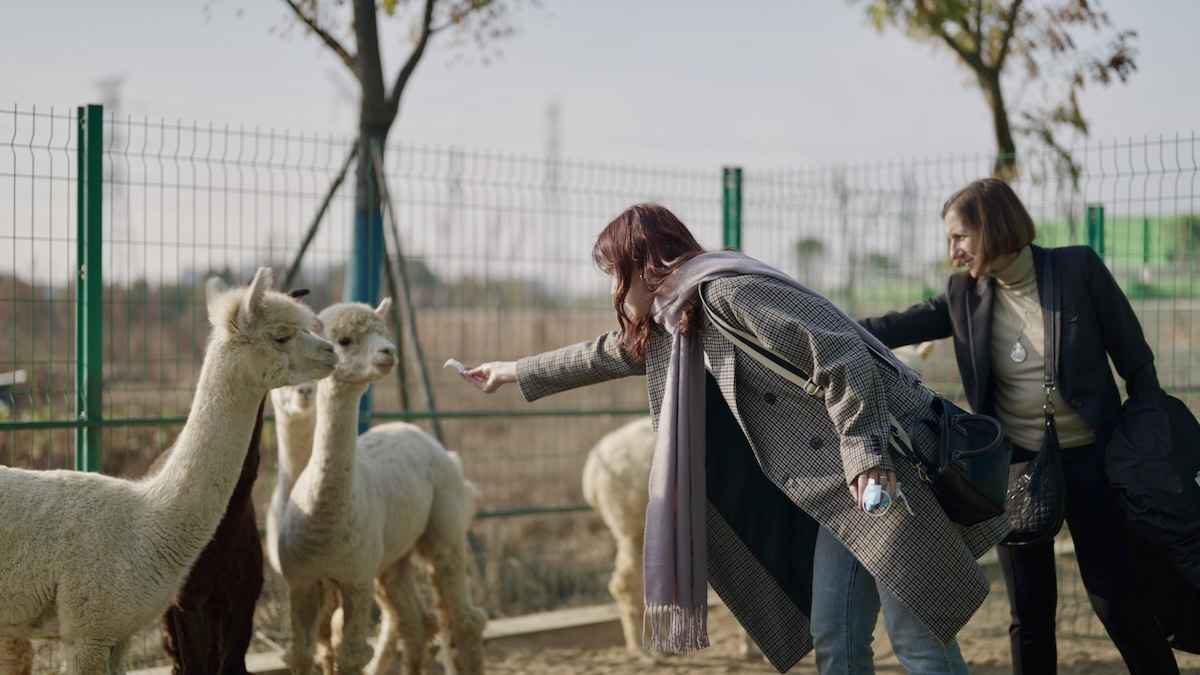 纳博生命羊驼繁育基地