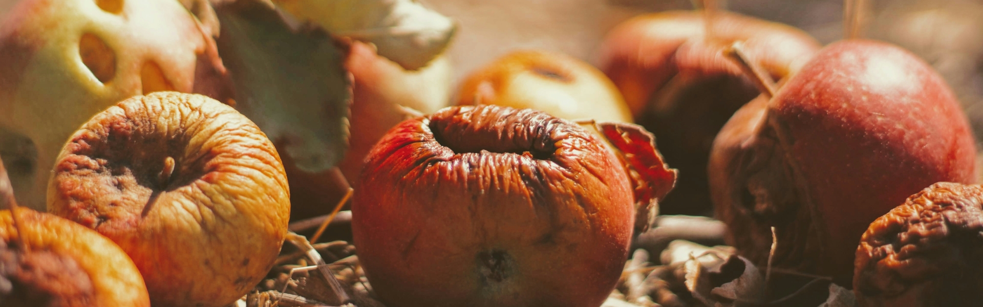 筑牢食品安全防线，纳米抗体展新篇