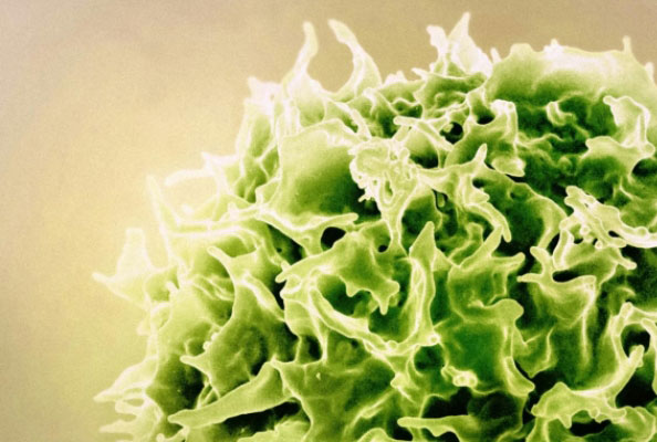 基于纳米抗体的IL-2靶向治疗研究与应用潜力