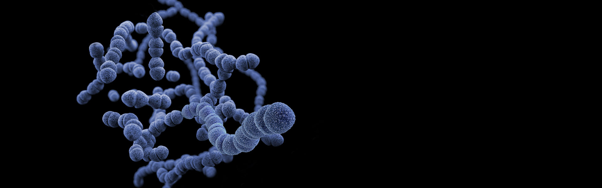 大肠杆菌展示平台