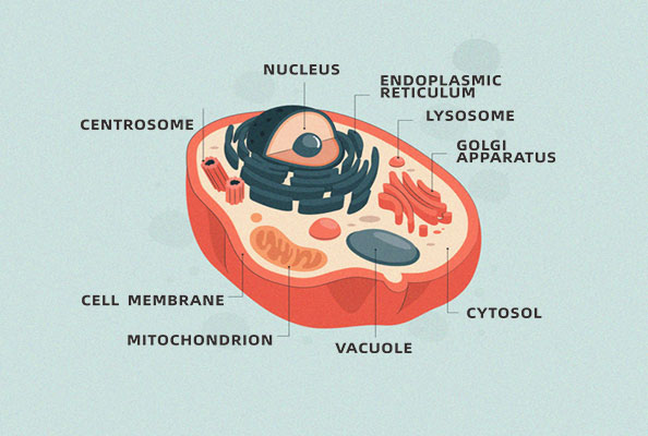 抗体发现全能利器：哺乳动物细胞展示技术