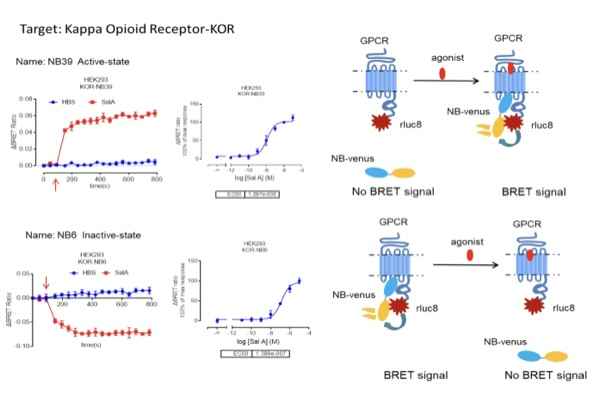 抗体标记与改造