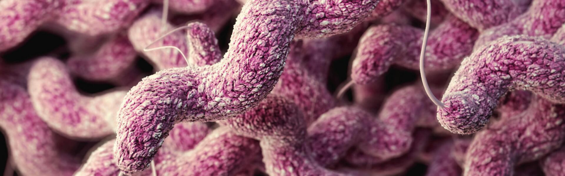 幽门螺杆菌纳米抗体药物未来展望