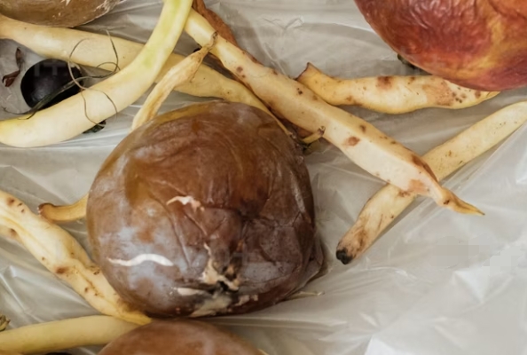 筑牢食品安全防线，纳米抗体展新篇