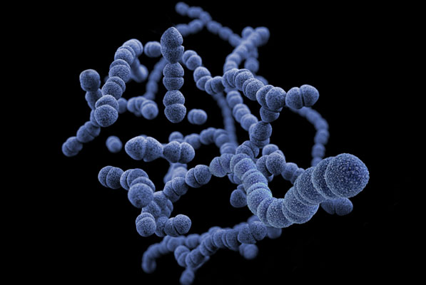 大肠杆菌展示平台