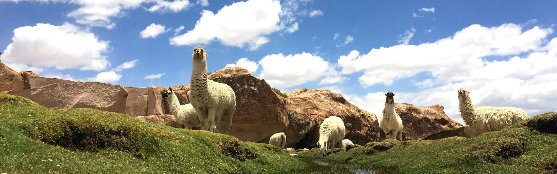 为有源头活水来——纳博生命科技打造安全羊驼免疫环境
