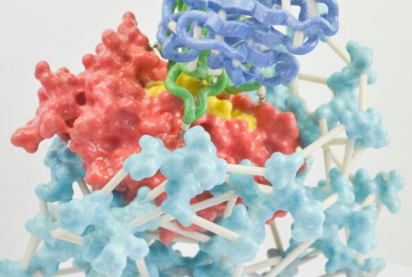 CXCR4：一个多应用领域的重要趋化因子受体