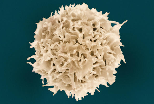 纳米抗体三特异性NK细胞衔接器：对T细胞恶性肿瘤治疗的突破性研究