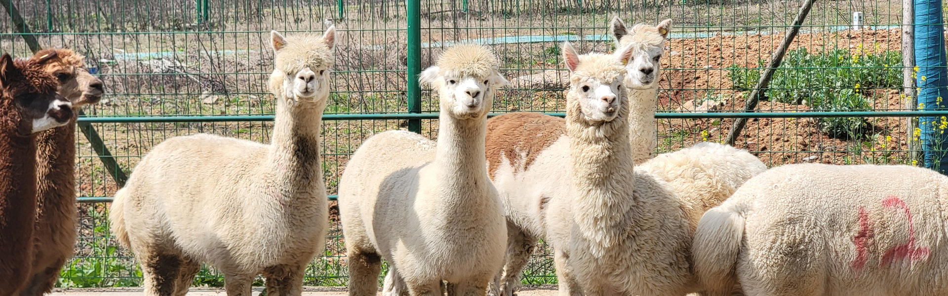 以匠心养殖铸就优质羊驼免疫服务丨带你沉浸式体验羊驼投喂