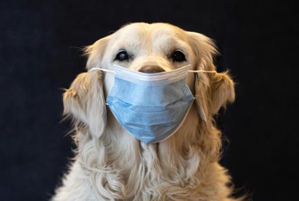 纳米抗体赋能犬类癌症免疫治疗，开启伴侣动物健康新纪元