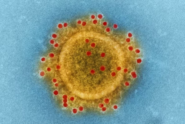 纳米抗体：广谱抗击冠状病毒新时代