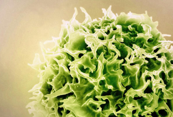 纳博生命免疫文库：助力CD5治疗性药物研究