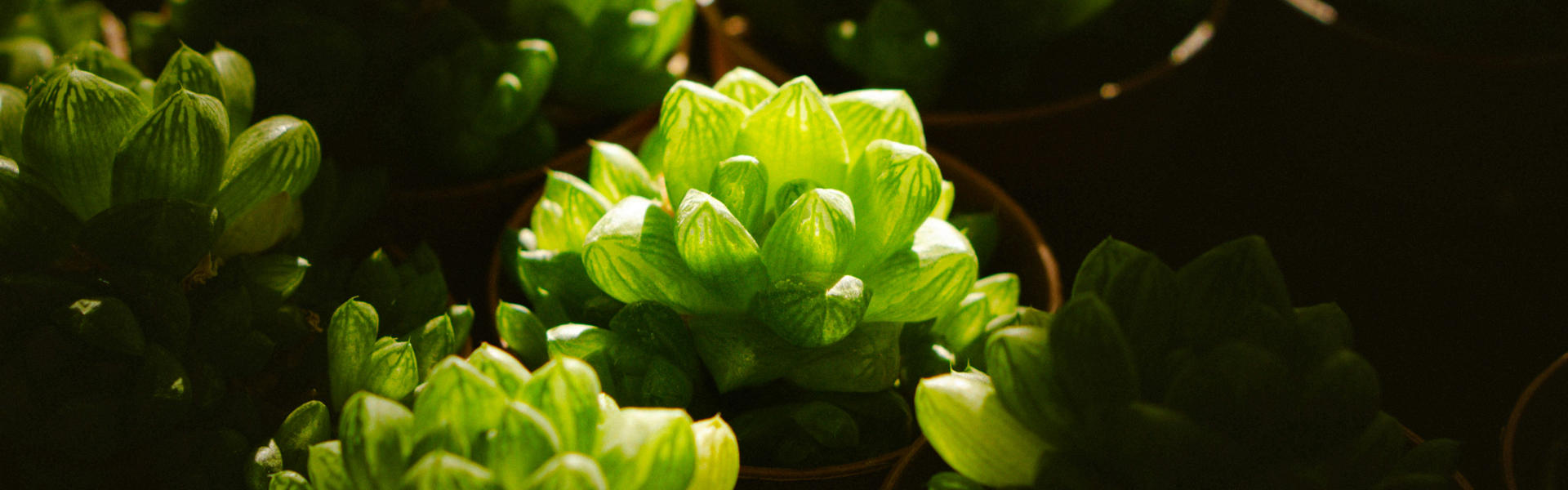 ALFA纳米抗体系统突破植物研究壁垒，开启蛋白标记新时代