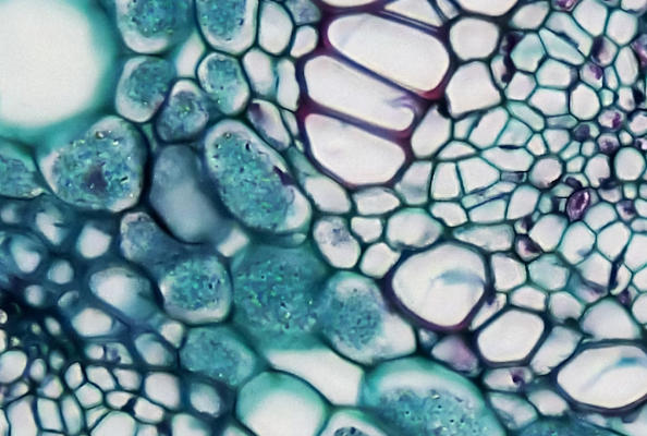 ALFA纳米抗体系统突破植物研究壁垒，开启蛋白标记新时代