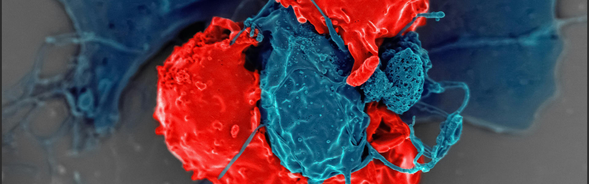 CD8靶点：驱动精准免疫治疗的核心引擎