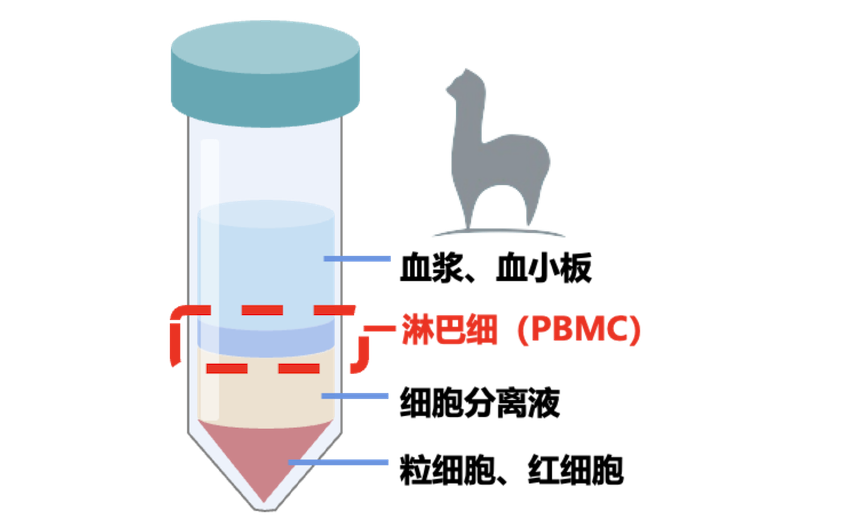 Naive羊驼相关产品