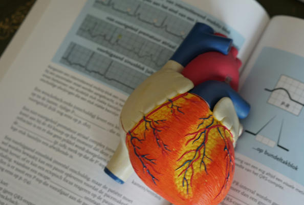 心动过缓的新希望？纳米抗体激动剂NB5成功提升人源心肌细胞起搏频率