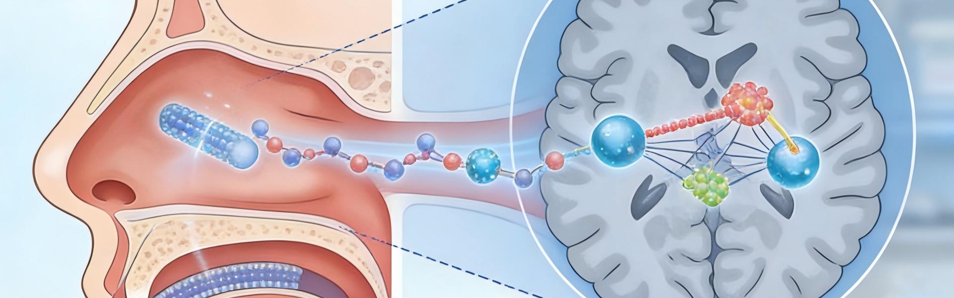 颠覆性突破：纳米抗体鼻内给药，为抑郁症治疗开辟全新道路