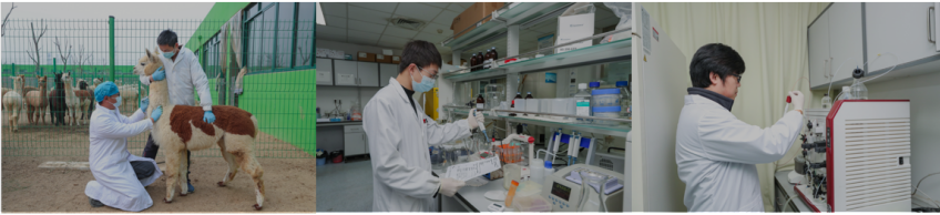 高质量羊驼PBMC，纳博生命出品