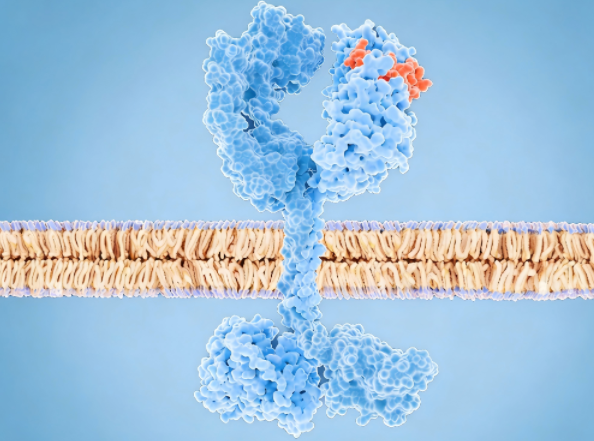 靶点深度解析｜EGFR/HER3双靶协同破局实体瘤耐药——HDM2024美国IND获批背后的靶点逻辑